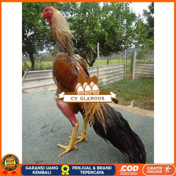 

TELUR AYAM BANGKOK WIRING SPEED UNTUK DI TETASKAN CV GLAMOUR