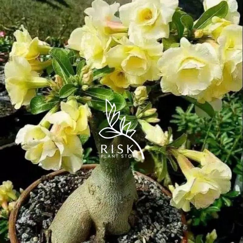 ADENIUM KAMBOJA JEPANG BUNGA TUMPUK//KUNING