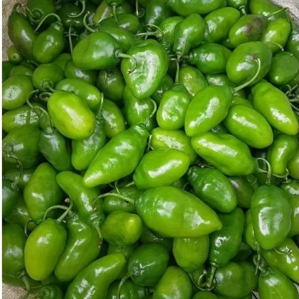 

READY TERMURAH 500GR Cabe Gendot Segar - Dipanen Langsung Dari Kebun