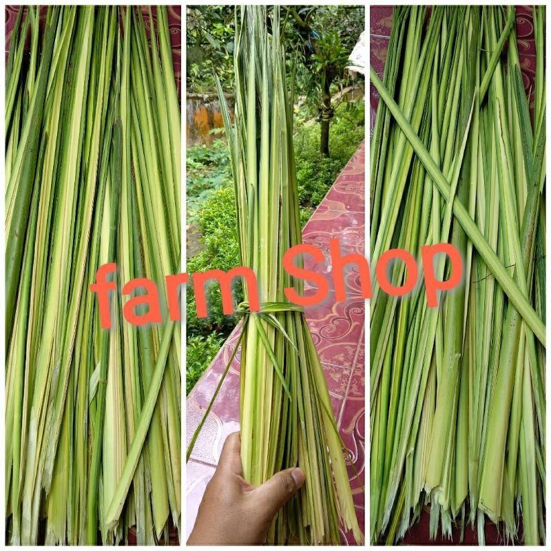 

Korehcok daun pinang / Jambe Herbal fresh - tua / muda PROMO TERMURAH