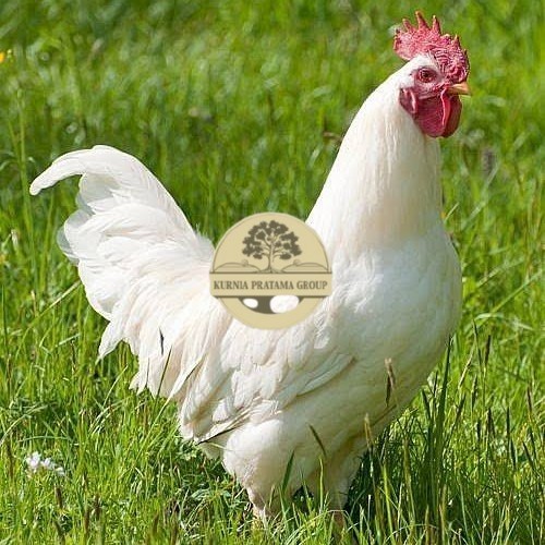 

Telur ayam leghorn white / telur ayam hias / telur fertil siap cod KURNIA PRATAMA GROUP