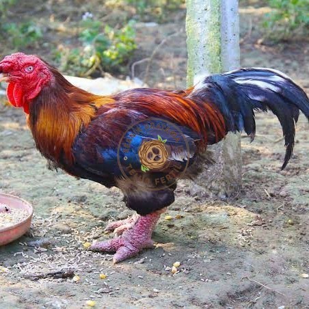 

Telur ayam dong tao / telur ayam hias / telur fertil siap cod KURNIA PRATAMA ID