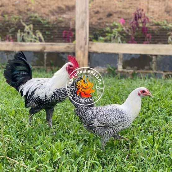 

Telur ayam arab fertil asli siap ditetaskan UD KURNIA PRATAMA