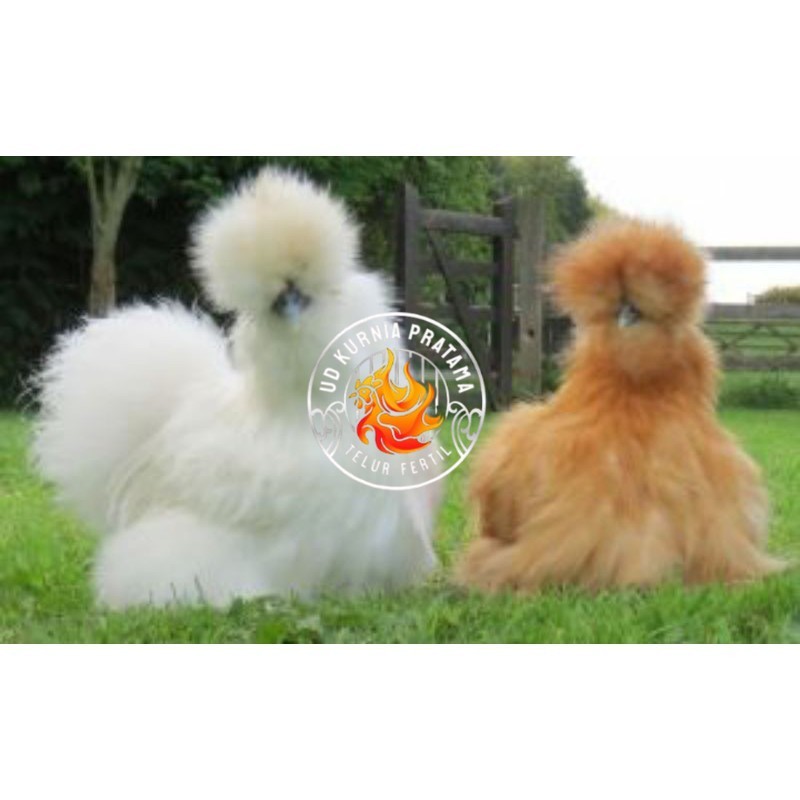 

TELUR AYAM HIAS AMERICAN SILKY UNTUK DI TETASKAN UD KURNIA PRATAMA