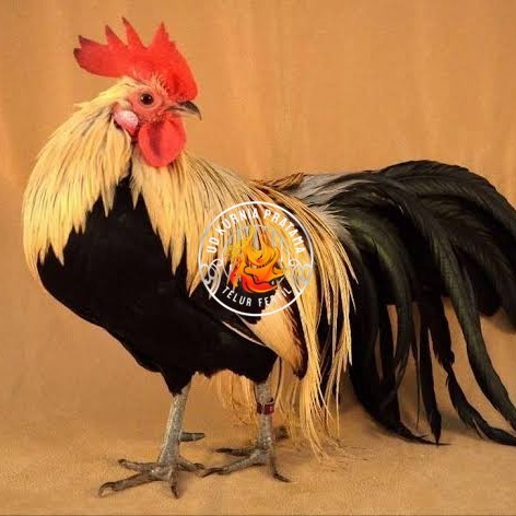 

Telur ayam phoenix onagadori / telur ayam hias fertil siap tetas UD KURNIA PRATAMA