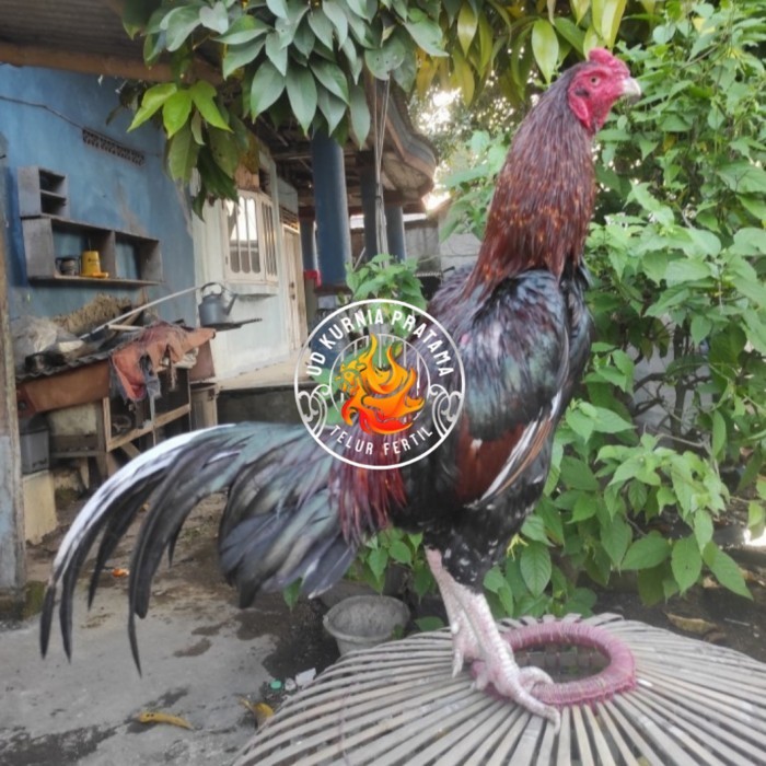 

Telur ayam bangkok birma fertil / ayam petarung aduan siap ditetaskan Langsung UD KURNIA PRATAMA