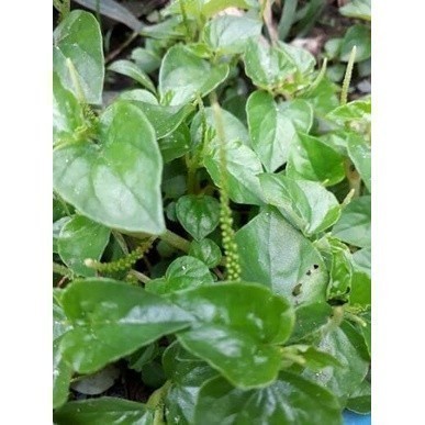 

Promo COD 250 gram sirih cina - sirih bumi segar T.R.S