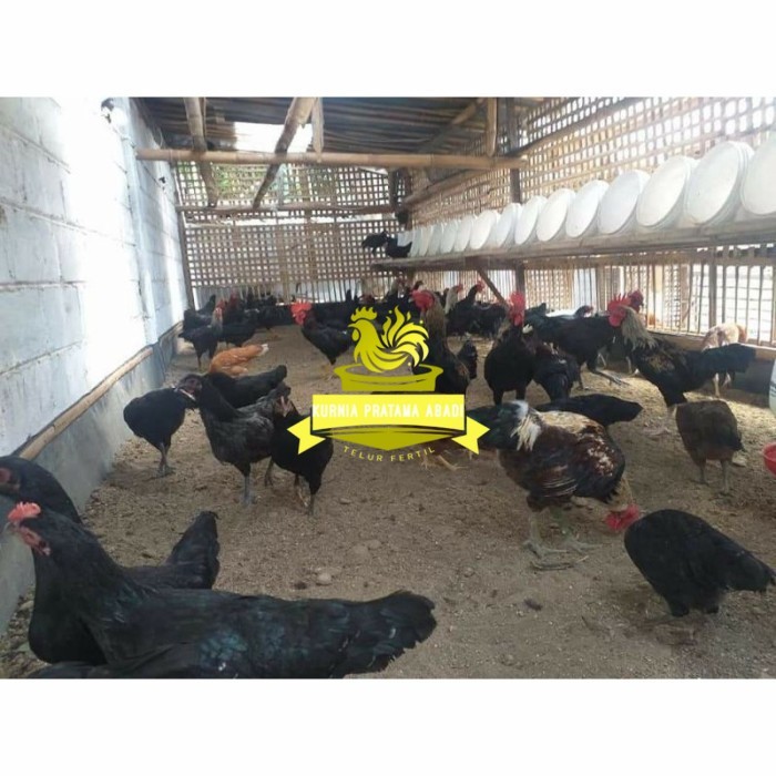 

Telur ayam KUB petelur handal fertil asli siap ditetaskan - telur ayam kub KURNIA PRATAMA ABADI