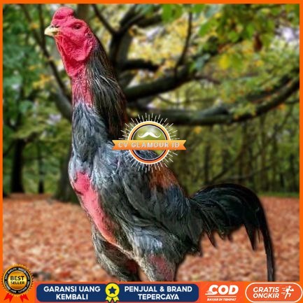 

Telur Ayam Pakhoy Redbull Vertil Siap Di Tetaskan Jaminan Super Jumbo Bergaransi CV GLAMOUR ID