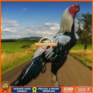 

telur ayam assel Parrot ori bisa untuk di tetaskan vertil CV GLAMOUR ID