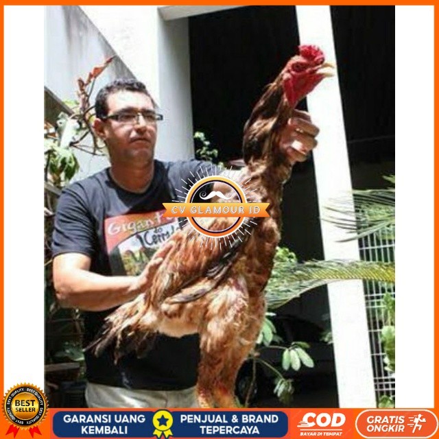 

TELUR AYAM GODZILLA STRONG HEIDHT UNTUK DI TETASKAN CV GLAMOUR ID