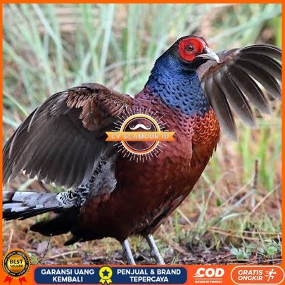 

Telur ayam hias ringneck hume's pheasant fertil siap ditetaskan CV GLAMOUR ID