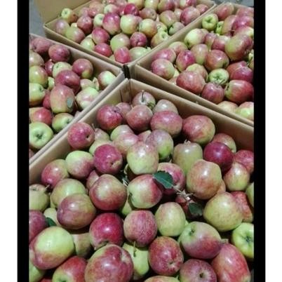 

buah apel ana 500gr terjamin