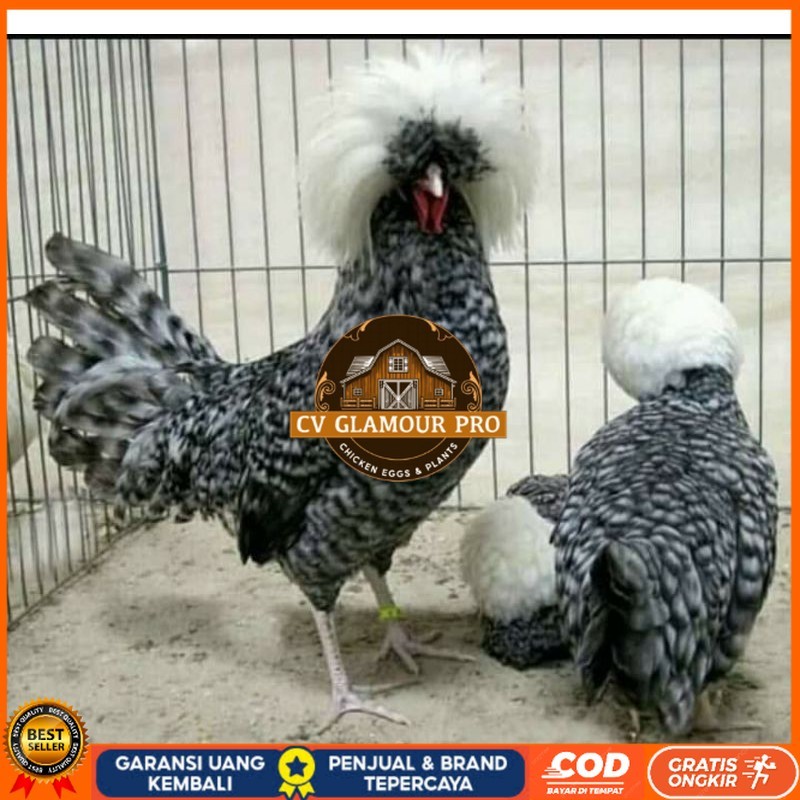 

TELUR AYAM HIAS POLAND BULU WALIK / BULU ORI untuk di tetaskan CV GLAMOUR PRO