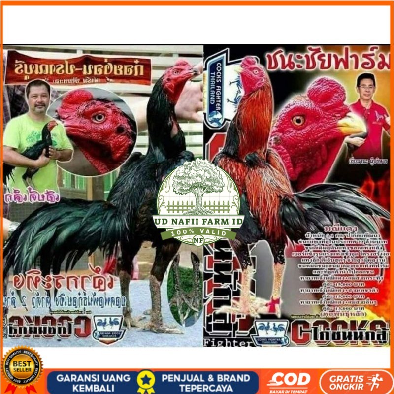 

Telur fertil pakhoy trah maneedaeng x blackbull x black rose x durian x payabod x jimmywhite x 17yok / khoyngon garansi fertil UD NAFII FARM ID
