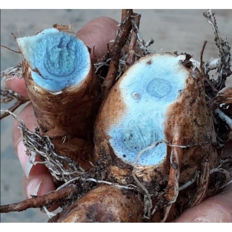 

obat herbal temu hitam/temu ireng segar 1 kg ready stok