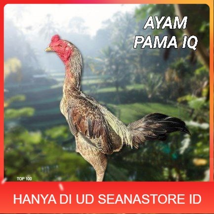 

telur ayam Pama iq untuk di tetaskan UD SEANASTORE ID