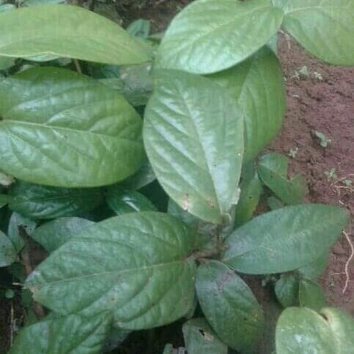 AZ  Terbaik Daun Singa Depa asli - Obat herbal kuat dll KC