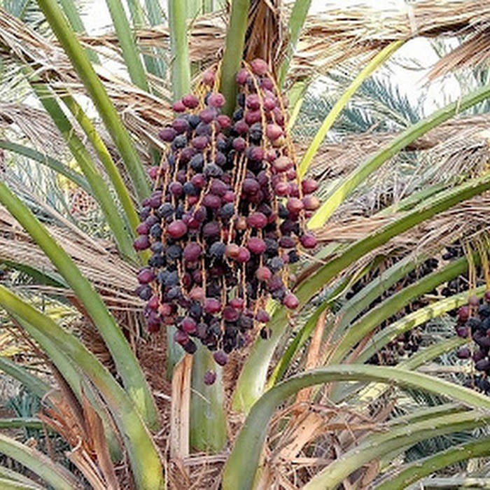 BIBIT / POHON KURMA AJWA ARAB SUPER MANIS COCOK TANAM DI INDONESIA