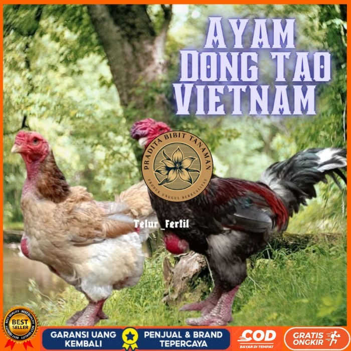 

telur ayam dong tao vietnam ori bisa untuk di tetaskan vertil original berkualitas PRADITA BIBIT TANAMAN