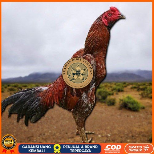 

PAMA NINJA TELUR FRESH PROMO FERTIL berkualitas unggul PRADITA BIBIT TANAMAN