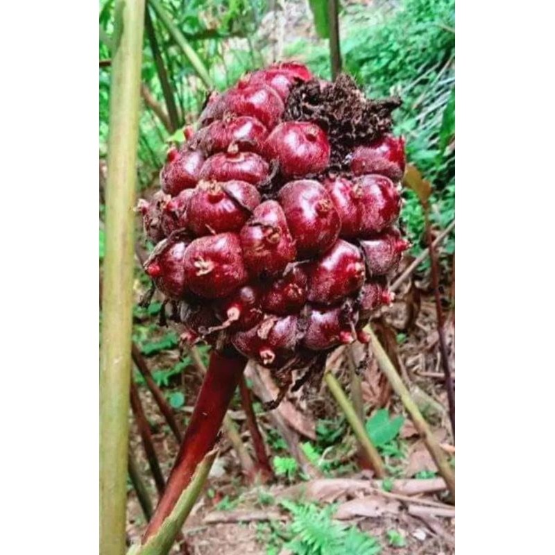 

buah honje laka,,honje merah 500 g