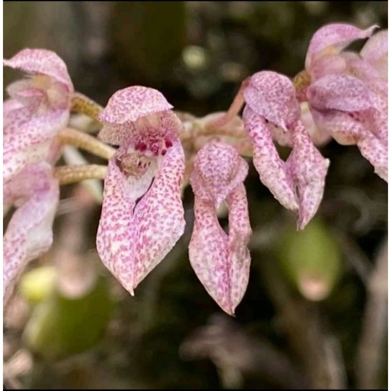 anggrek bulbophyllum taeniophyllum
