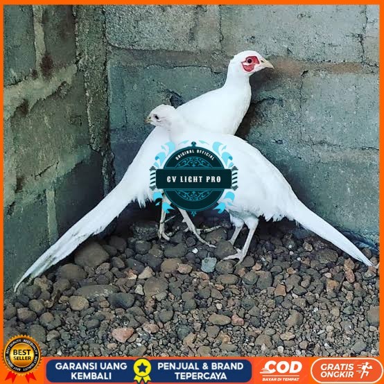 

Telur ayam hias ringneck white pheasant fertil asli CV LIGHT PRO