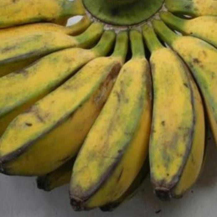 

Pisang Kepok 1 Sisir