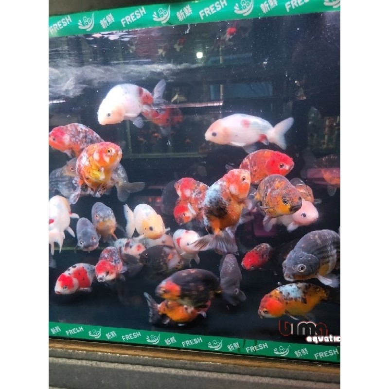 Kebutuhan aquarium Koki Ranchu Calico pw