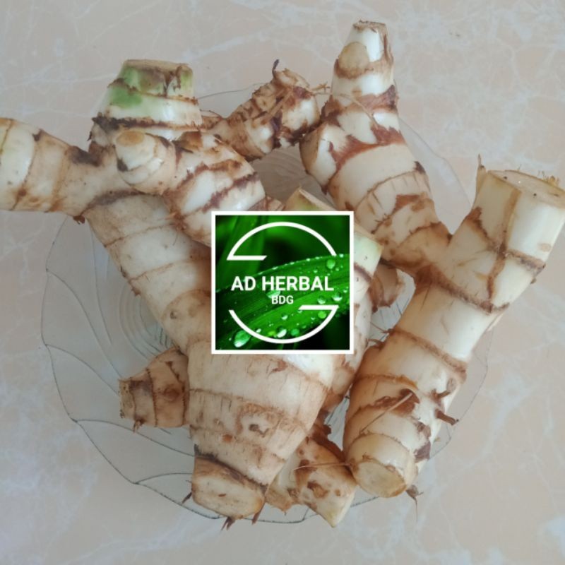 

Sahabattani Ubi Ganyong Putih Fres Segar 1 Kg