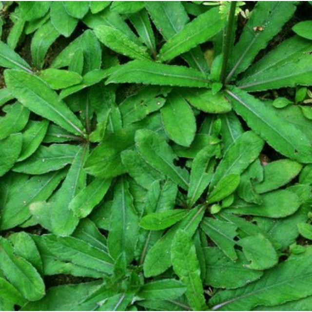 

Sahabattani (25 lembar) Daun Tapak Liman segar (elephantopus scaber)