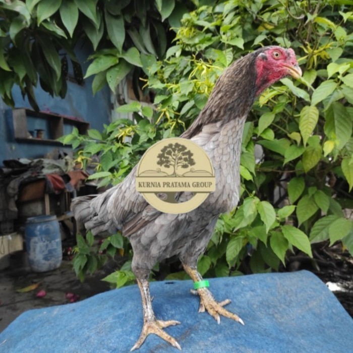 

Telur ayam bangkok birma fertil / ayam petarung aduan untuk ditetaskan Langsung KURNIA PRATAMA GROUP