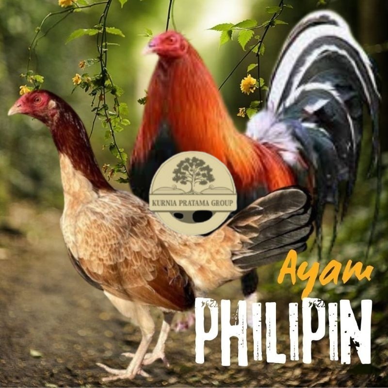 

telur ayam philipin import AK47 bisa untuk di tetaskan KURNIA PRATAMA GROUP