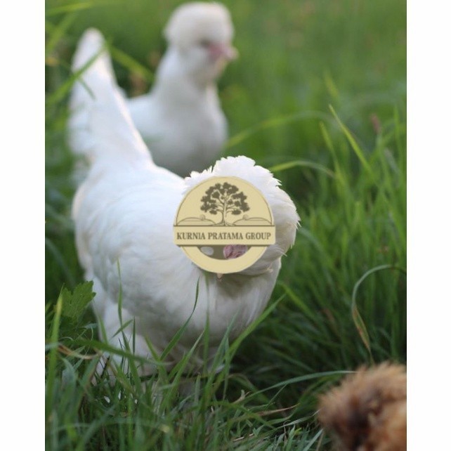 

Telur ayam hias sultan fertil untuk ditetaskan Langsung KURNIA PRATAMA GROUP