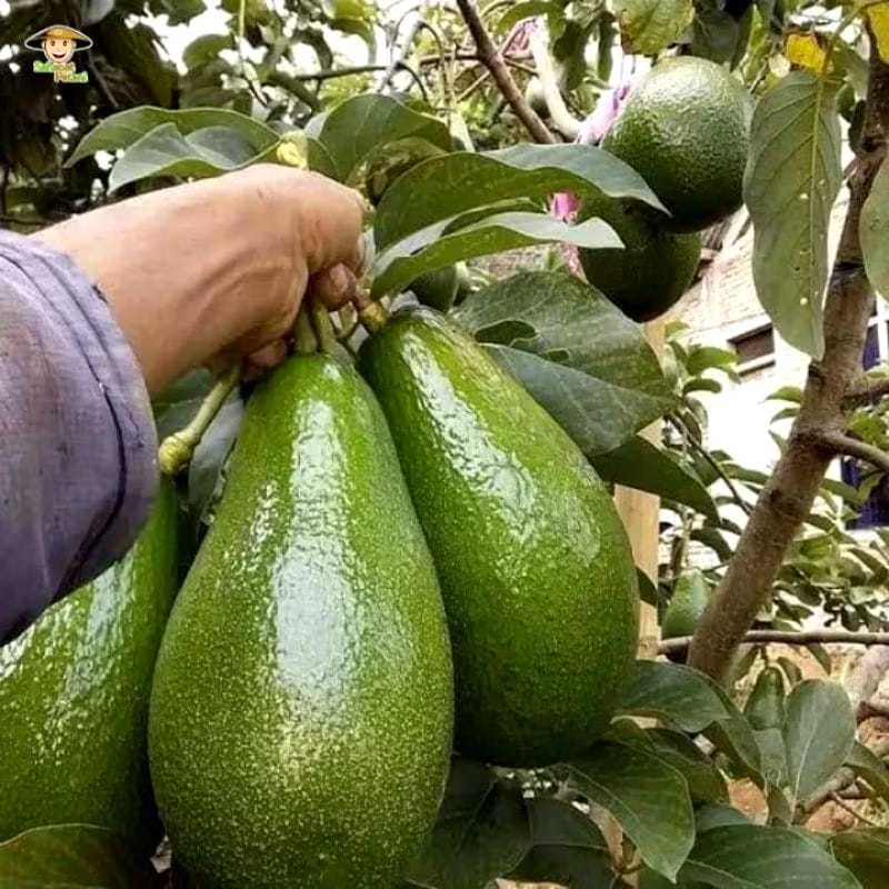 JAMIN MURAH Bibit Alpukat Mentega Jumbo Super ASLI Hasil Okulasi / Cangkok Cepat Berbuah(BISA LANGSU