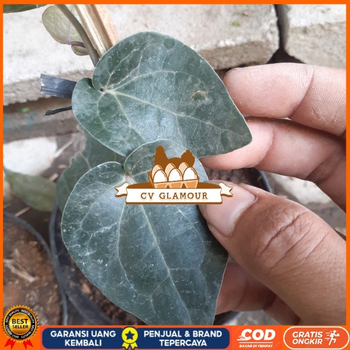 BIBIT TANAMAN SIRIH HITAM HERBAL UNGGUL Bibit Tanaman Super Unggul CV GLAMOUR