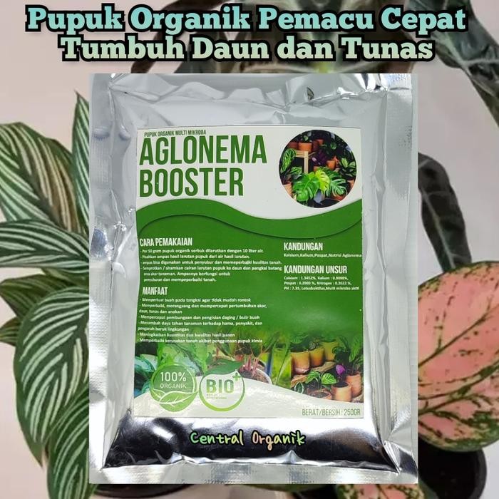 Pupuk Penyubur Aglonema Pupuk Aglonema Biar Daunnya Besar Pupuk Aglonema Terbaik Pupuk Organik Untuk