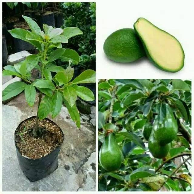 Bibit alpukat non biji hasil okulasi cepat berbuah