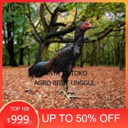 

Telur Ayam Pakhoy Jumbo Vertil Siap Di Tetaskan Jaminan Super Oiginal Bergaransi valid agro.bibit.unggul