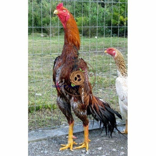 

Telur ayam shamo jepang bangkok aduan fertil siap ditetaskan - ayam-shamo KURNIA PRATAMA ID