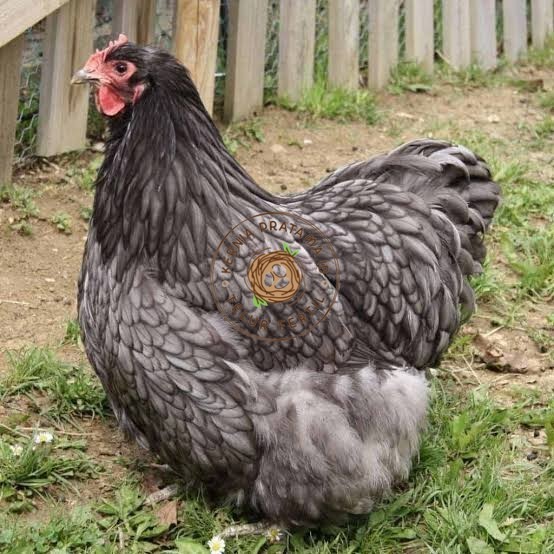

Telur ayam bantam chocin / telur ayam hias / telur fertil siap cod KURNIA PRATAMA ID