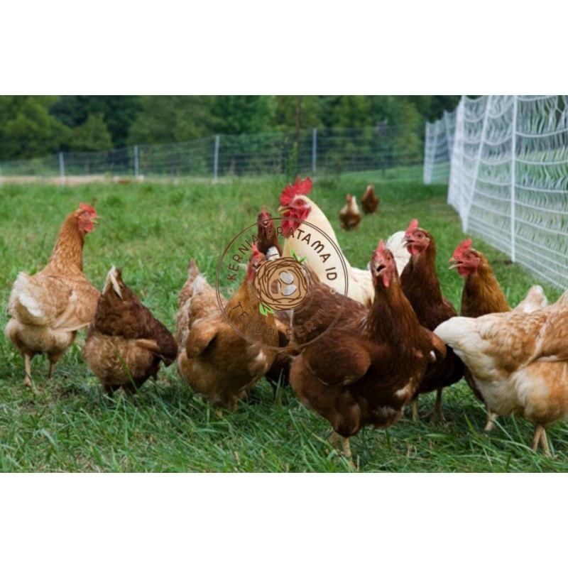 

TELUR AYAM RAS PETELUR TANGGUH UNTUK DI TETASKAN KURNIA PRATAMA ID