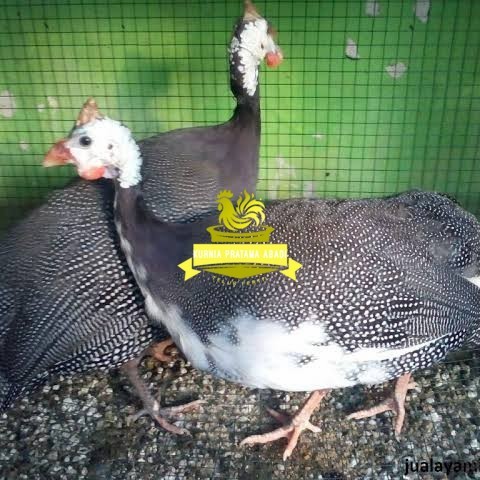 

Telur ayam mutiara hias siap ditetaskan - ayam mutiara KURNIA PRATAMA ABADI