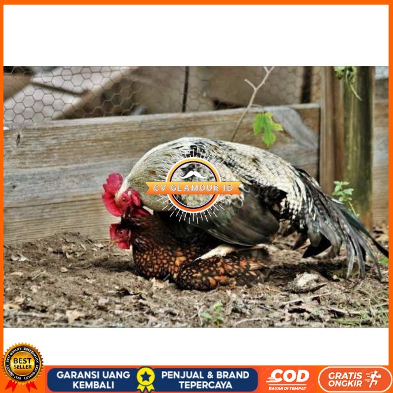 

TELUR AYAM AK LAYER PETELUR UNTUK DI TETASKAN CV GLAMOUR ID