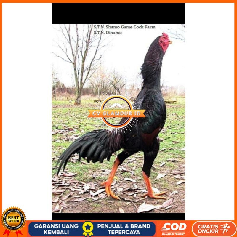 

SHAMO JEPANG TELUR FERTIL FRESH CV GLAMOUR ID