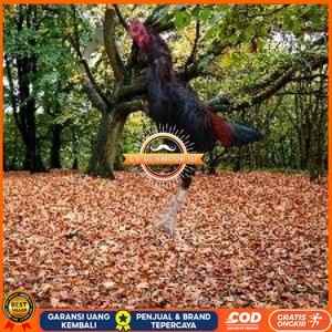 

Telur Ayam Pakhoy Jumbo Vertil Siap Di Tetaskan Jaminan Super Oiginal Bergaransi super CV GLAMOUR ID