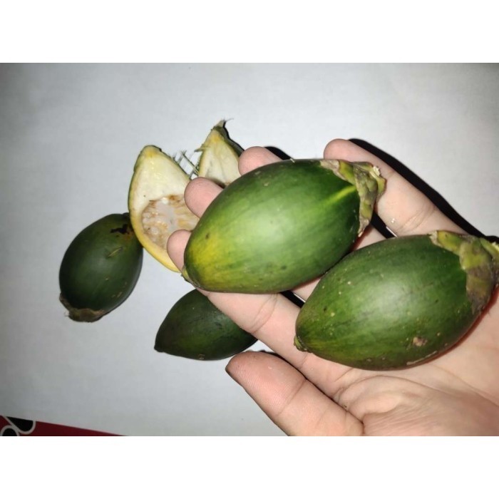 

Ready stok 1 Kg Buah Pinang Muda Jambe Obat Herbal
