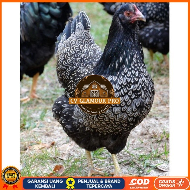 

TELUR AYAM KUP KAMPUNG UNGGUL PETELUR UNTUK DI TETASKAN CV GLAMOUR PRO