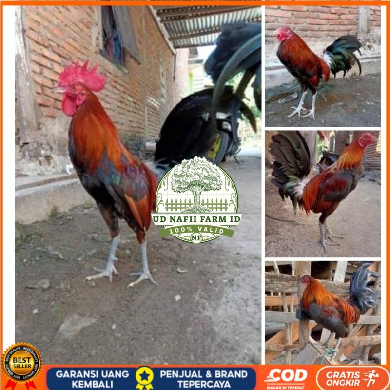 

Telur Ayam Fhilipin Hanya Untuk Ditetaskan UD NAFII FARM ID